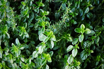 A background of two types of thyme plants - obrazy, fototapety, plakaty