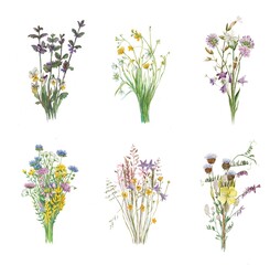 Set of 6 watercolor painted realistic bouquets of meadow flowers isolated on white background.