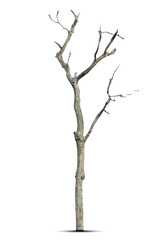 Dead tree with clipping path isolated on white background.