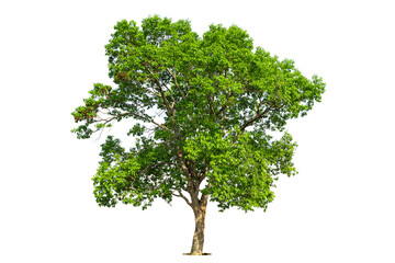 Fototapeta premium Trees isolated on white background, tropical trees isolated used for design, advertising and architecture.