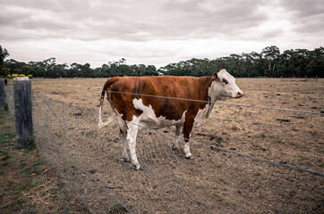 cows on a farm