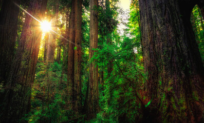 Sunlight in the Redwoods, Redwoods National and State Parks, California