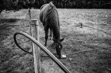 horse on the farm