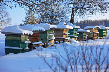 Bee hives in the winter snow garden