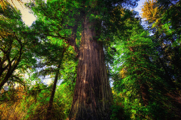 Rising Big Tree, Redwoods National and State Parks, California
