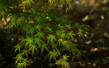 green leaves in spring