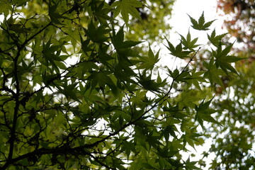 Close-up fresh green maple leaves in a botanical garden.