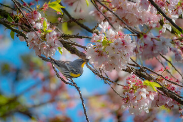 beautiful cherry blossom with Canada Warbler
