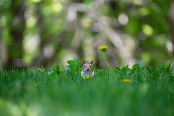 Chipmunk in green grass