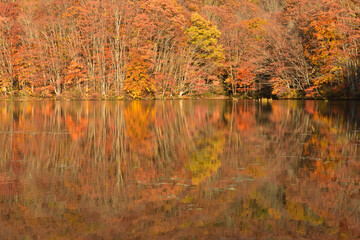紅葉の湖
