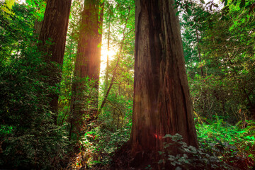 Sunrays through the Redwood Forest, Redwoods National and State Parks, California