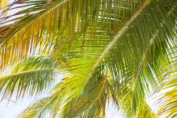 Fototapeta premium coconut palm tree
