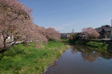 Fototapeta na wymiar 桜の見える川辺