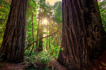 Sunrays Between the Redwoods, Redwoods National and State Parks, California