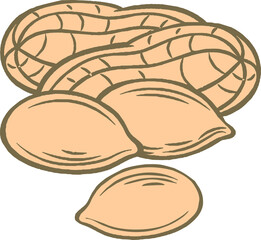 Peanuts Drawing, Vector hand drawn Peanut nut for template label, Retro sketch style. illustration.