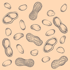 Seamless pattern peanuts drawn by hand. Vector illustration of peanut in nutshell and without it. Peanut, groundnut on a white background.