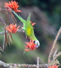 Red-breasted parakeet on flowers.