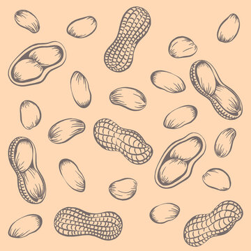 Seamless pattern peanuts drawn by hand. Vector illustration of peanut in nutshell and without it. Peanut, groundnut on a white background.