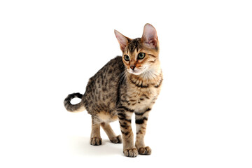 Purebred smooth-haired cat on a white background 