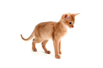 Abyssinian ginger cat on a white background
