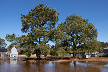 trees in the park