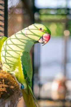 Indian Ringneck parrots are attractive, intelligent and friendly pets