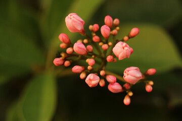 Flower, pink, red, nature, garden flower, fresh air,  beautiful flower, rainy season, winter flower.