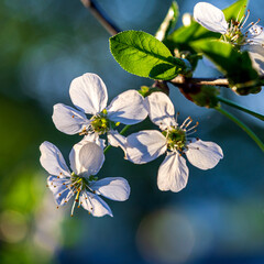 Cherry, Japan quince;Magone Holm, spring;flowering;garden;day;light;close-up;