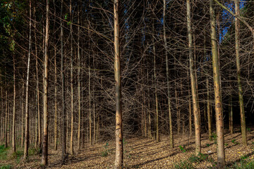 Forest planted with eucalyptus on a farm in the State of São Paulo, Brazil