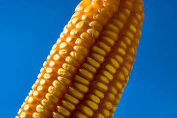 corn cob with blue sky in Brazil