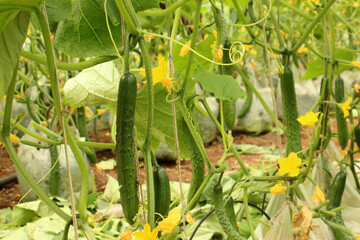 One kind of zucchini can wake up only in highlands in Thailand.