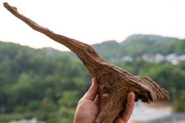 Natural drift wood with beautiful shape and textures for gardening layout or aquatic plants tank layout