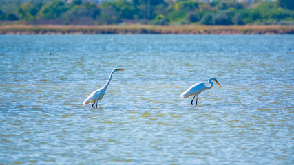 Two white herons stands in the lake
