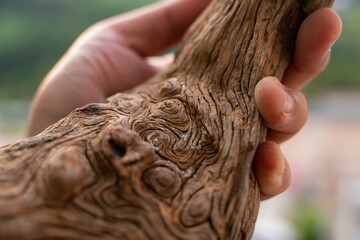 Natural drift wood with beautiful shape and textures for gardening layout or aquatic plants tank layout