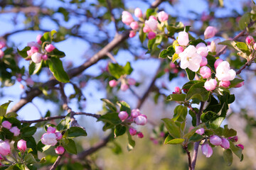 Blooming apple tree in spring time.