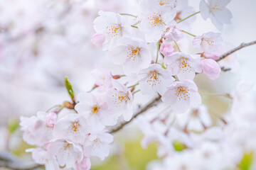 満開の桜の花/サクラ/さくら