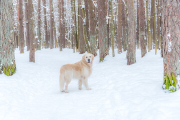 White Golden Retriever in Snow on a Winter Day