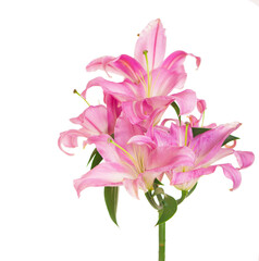 beautiful pink lily, isolated on the white