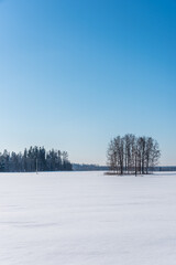 Snow Covered Field in Winter in Latvia