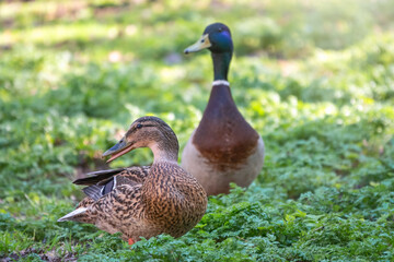 Two ducks, male and female, stands on its paws on the green shore of a pond.
