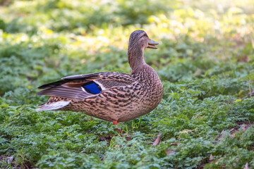A duck female stands on its paws on the green shore of a pond.