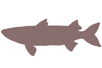 ボラ　シルエット