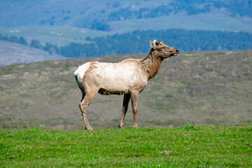 Tule elk bull stands on green grass. The male elk is without antlers at the beginning antlers of the growing season.