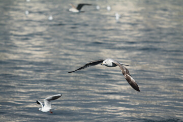 
seagulls wandering in the sea