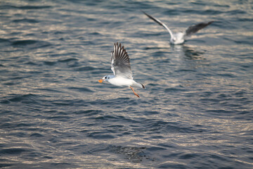 
seagulls wandering in the sea