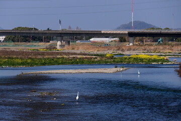 Obraz premium 水辺のダイサギ 