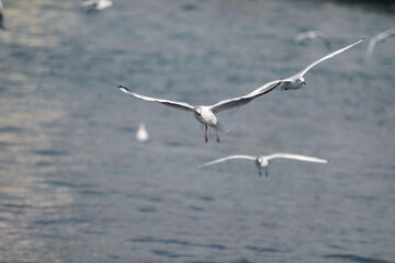 
seagulls wandering in the sea
