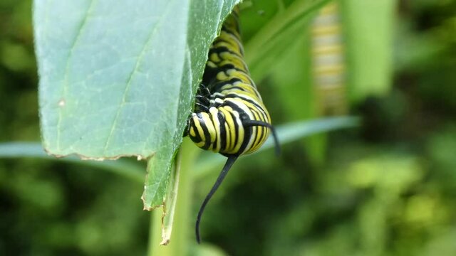 Isolated monarch butterfly caterpillar hanging on milkweed leaf and eating