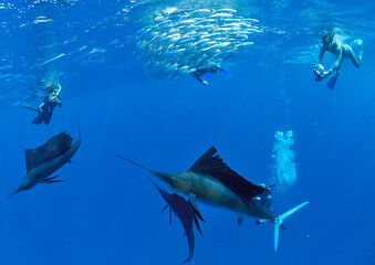 Mexico、カンクン沖合のバショウカジキと一緒にswim