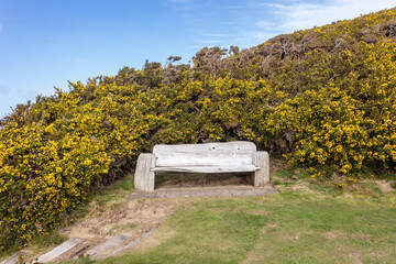 Obraz premium Bench with a large gorse bush
